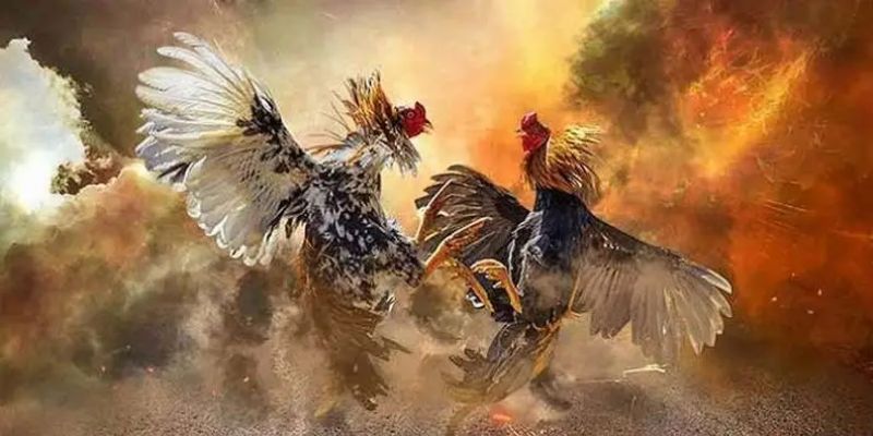 Khách hàng dễ dàng chọn lựa các hình thức đá gà Typhu88